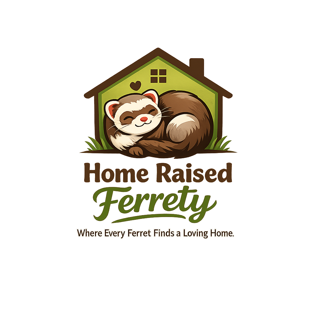 Home raised ferrety for adoption