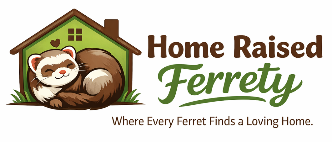 Home raised ferrety for adoption